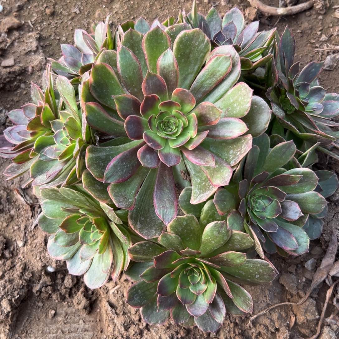 火狐老庄多肉植物