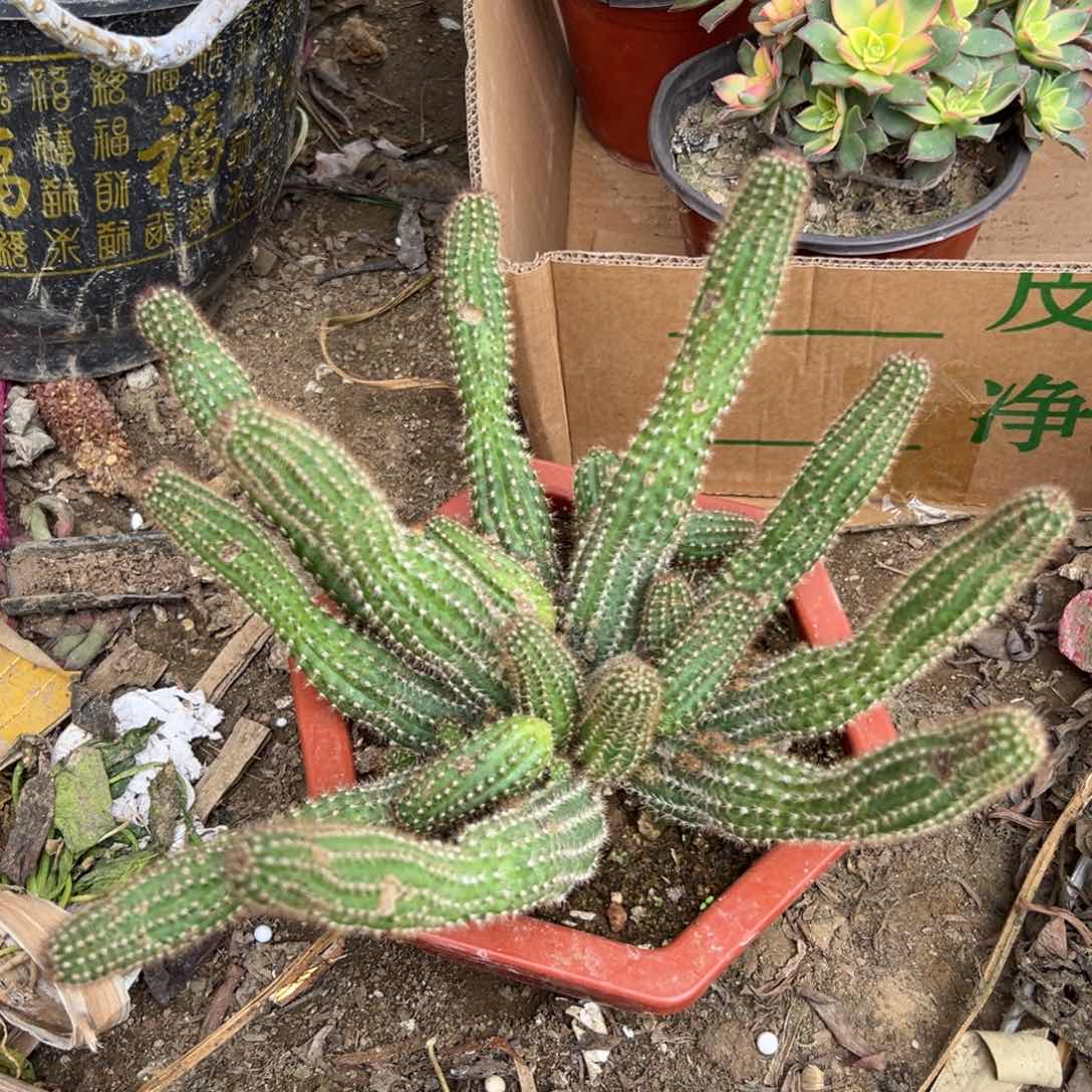 多肉植物金妞群生