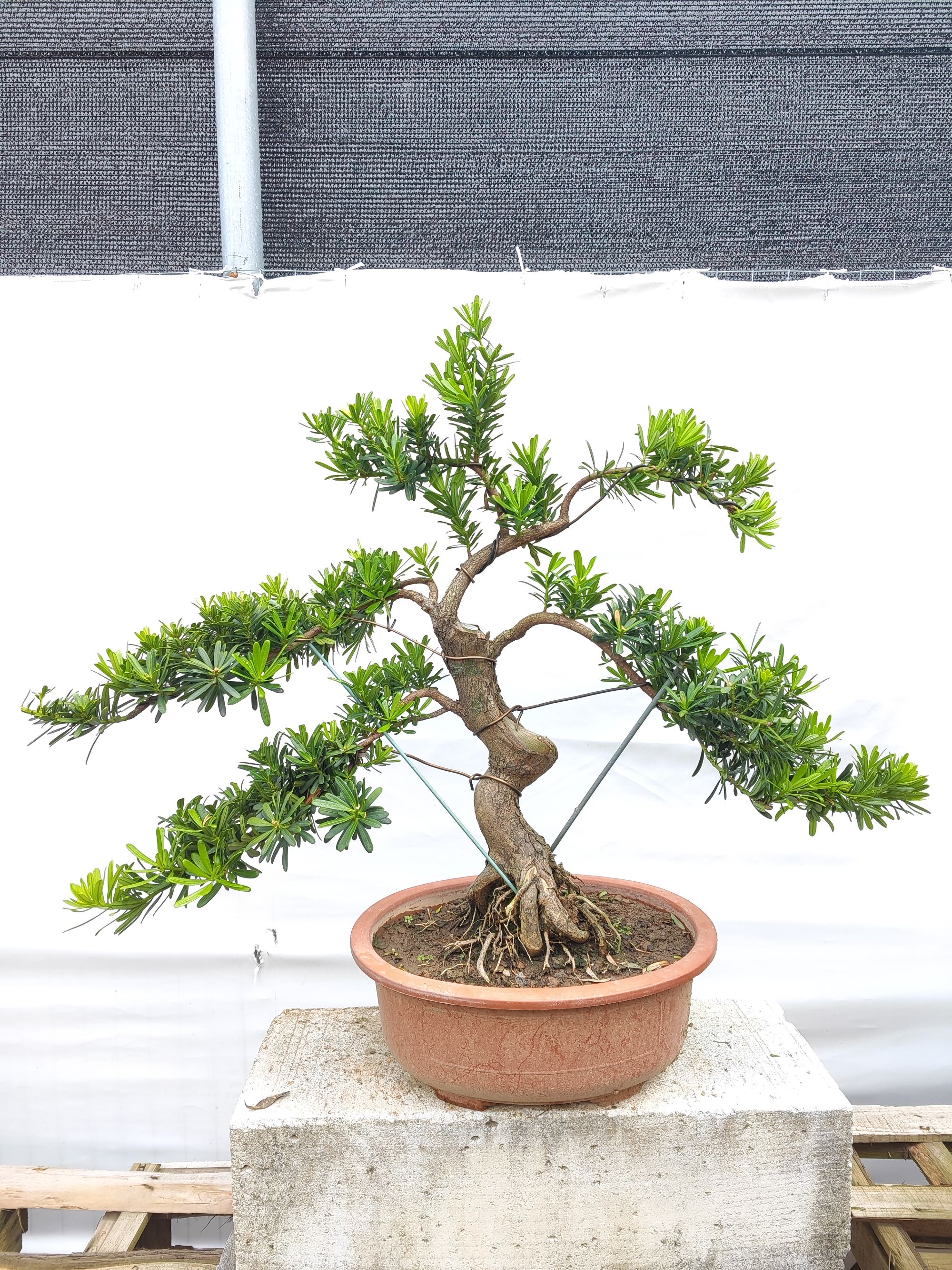 高档名贵台湾金钻罗汉松老桩盆景防辐射净化空气吸收二氧化硫新手