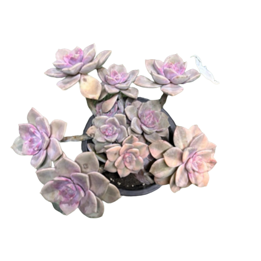 眼镜多肉（精控紫乐锦）老桩飘枝盆栽盆景多肉