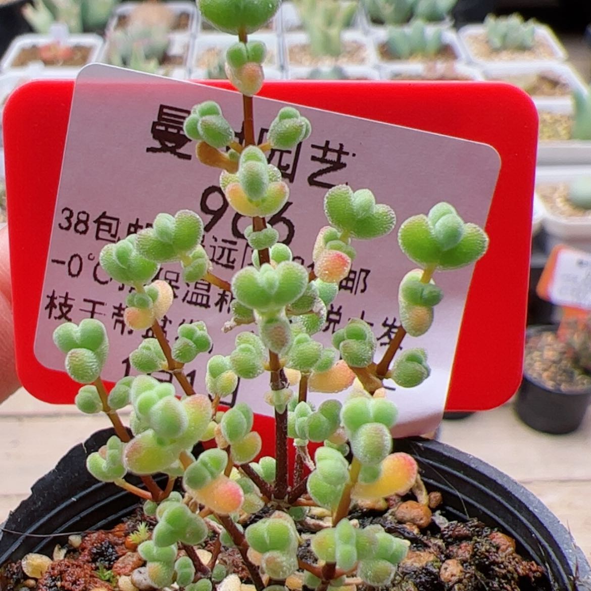 【闪购商品】966号莱斯1.1多肉