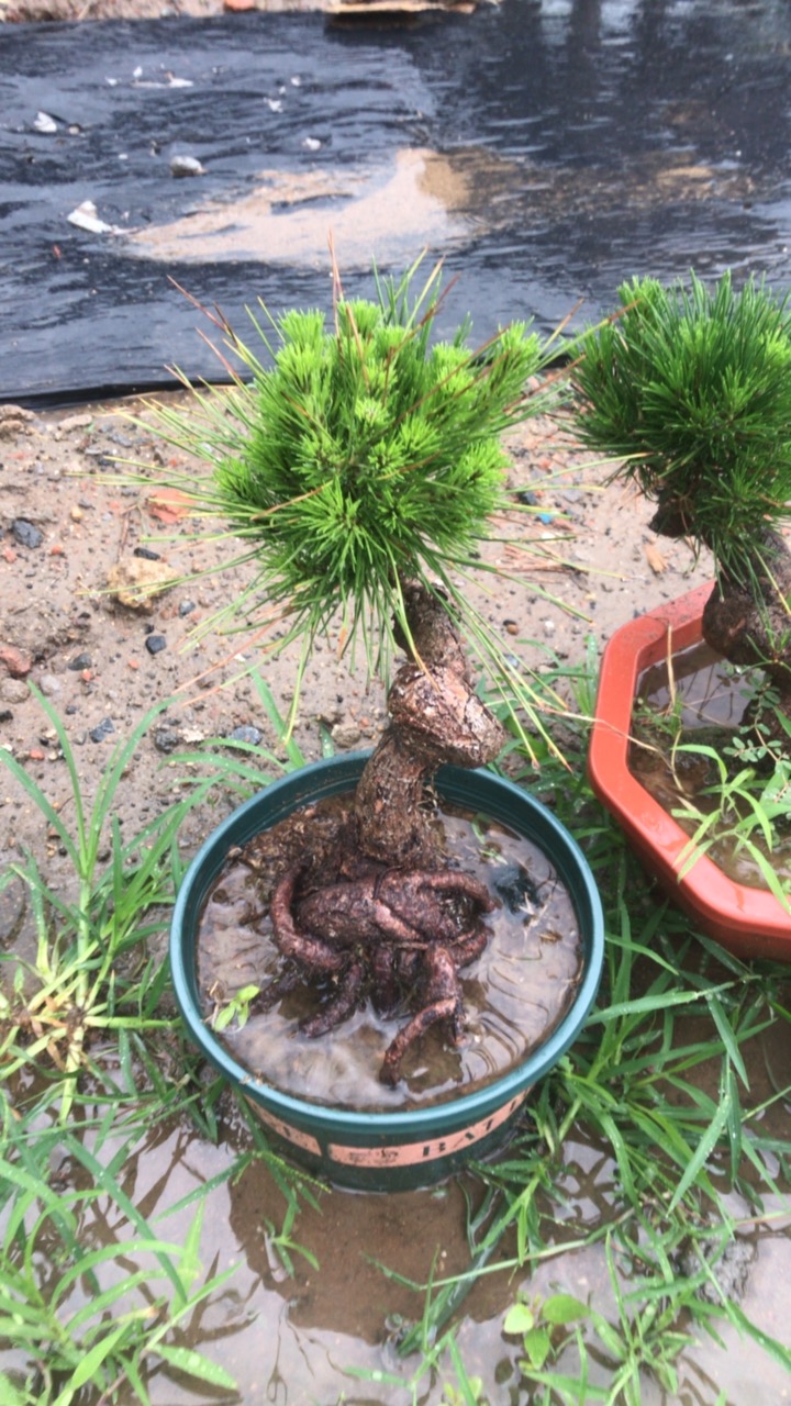 黑松盆景补差价老桩盆景