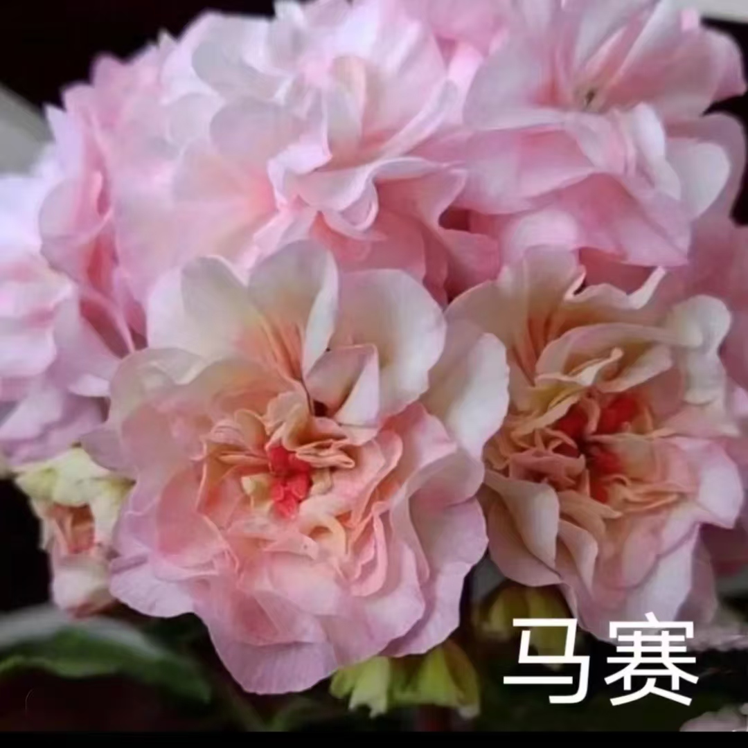 【马赛】半兽系重瓣天竺葵