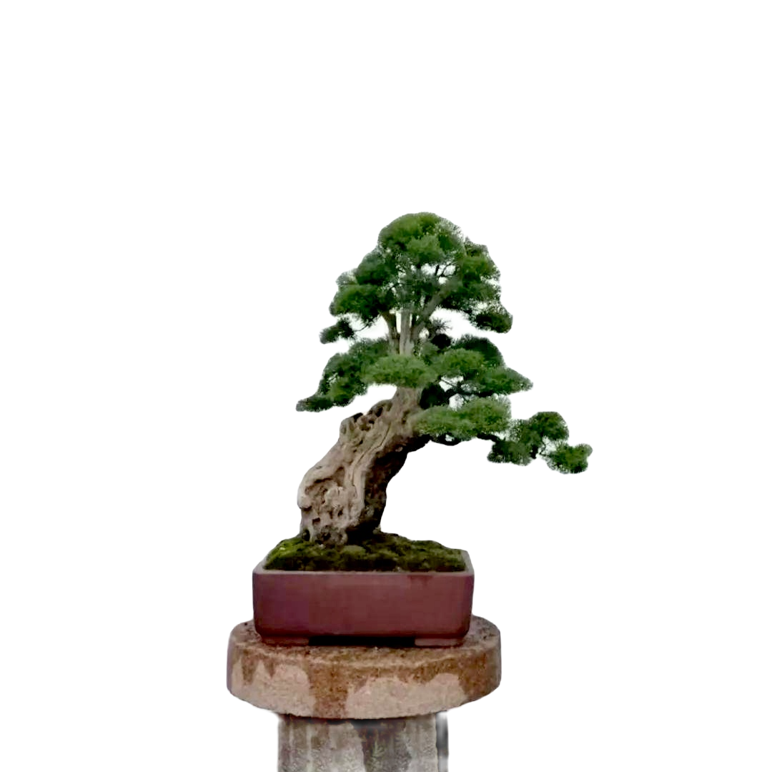 观音柳 柽柳 野生枸杞(各类杂木素材盆景）老桩盆景栽培观桩赏叶