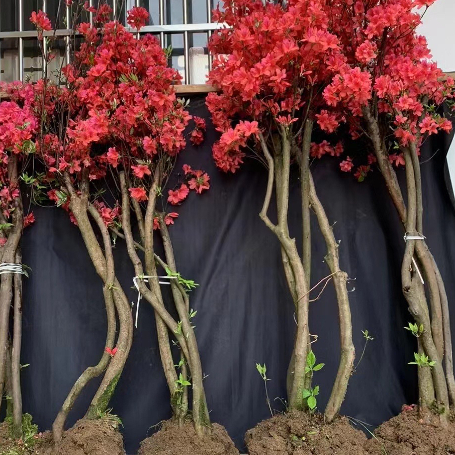 红花紫花高杆地景