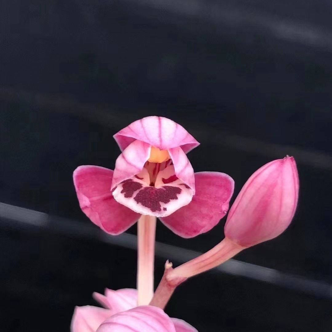 春兰建兰墨兰好花花卉