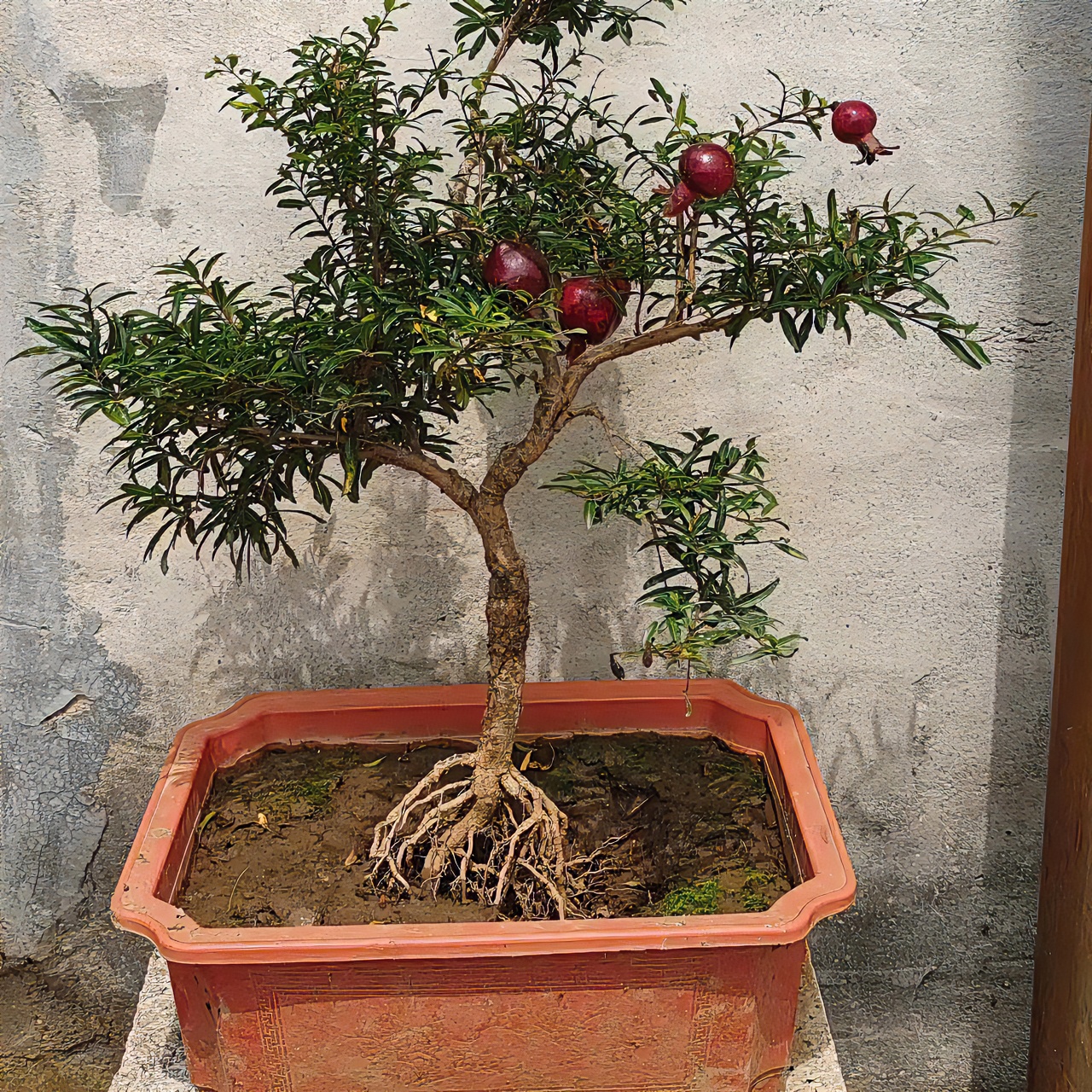 春季庭院阳台绿植盆栽红白色花卉植物马蹄莲石榴盆景