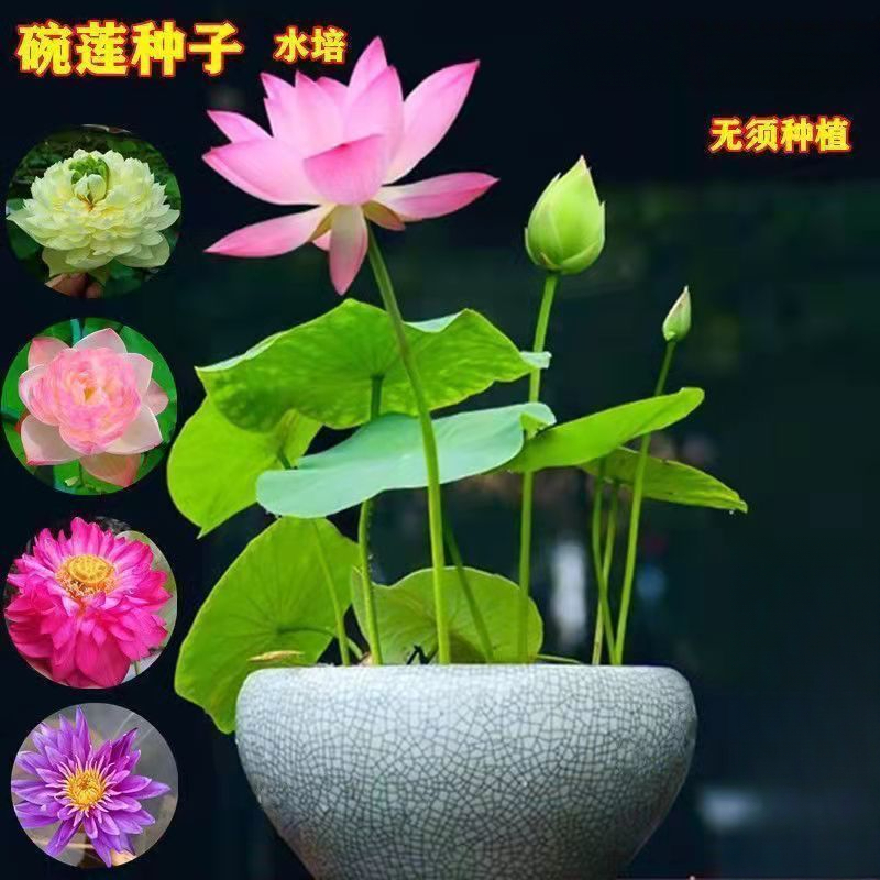 碗莲种开花水培水养绿植睡莲荷花无土盆栽花卉