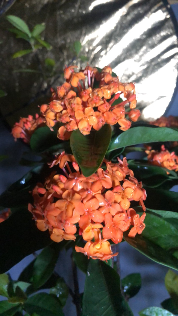 海岛龙船花（一物一拍）以实物为准