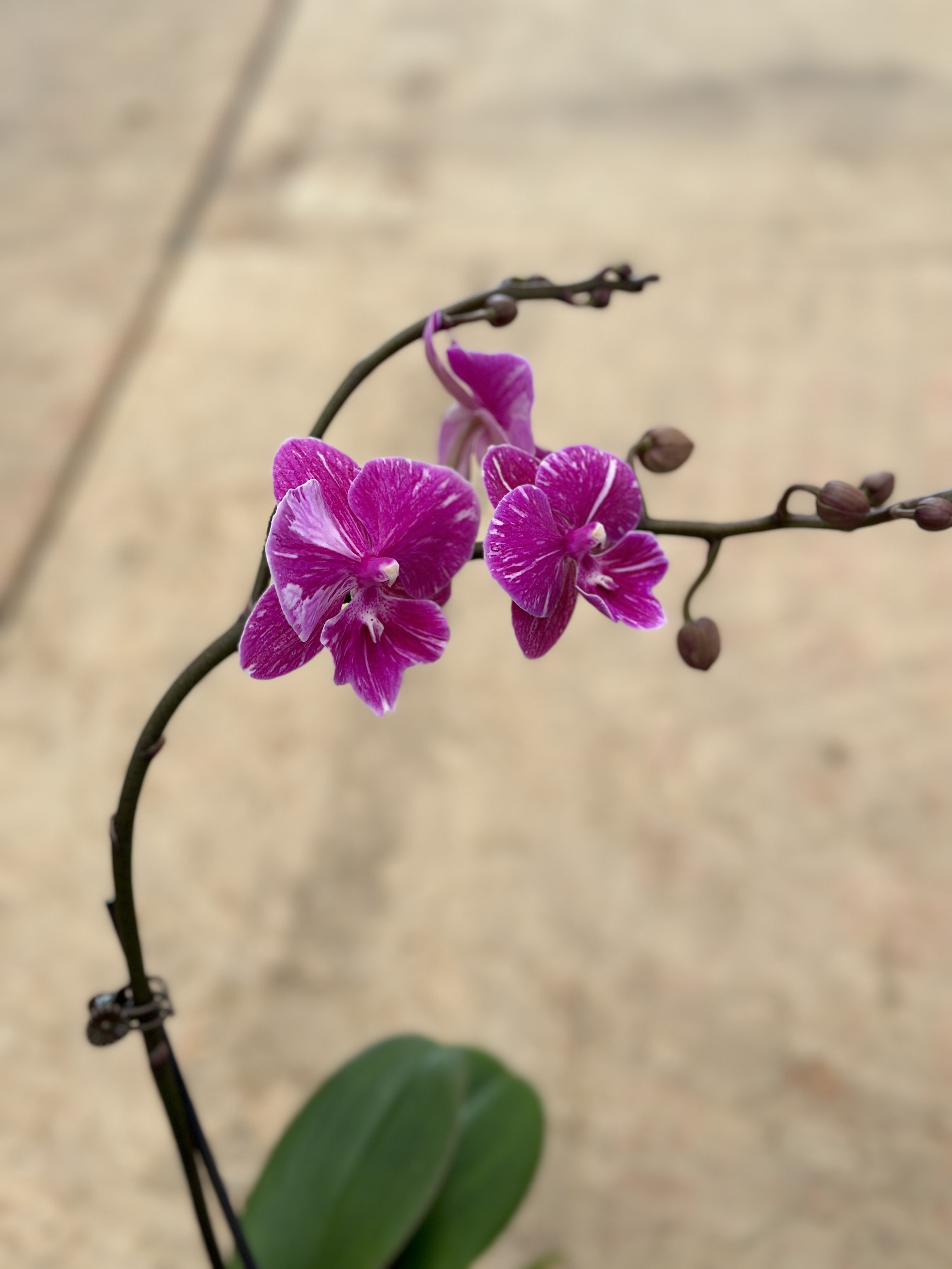 鲜花《小红鱼》蝴蝶兰（拍5颗配篮子）
