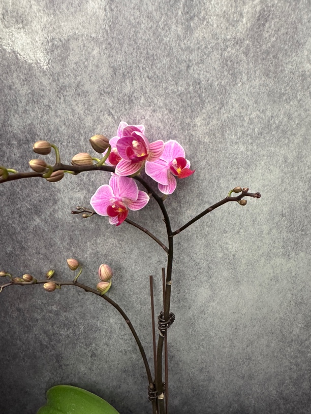 鲜花《罗马情人》蝴蝶兰（拍5颗配篮子）