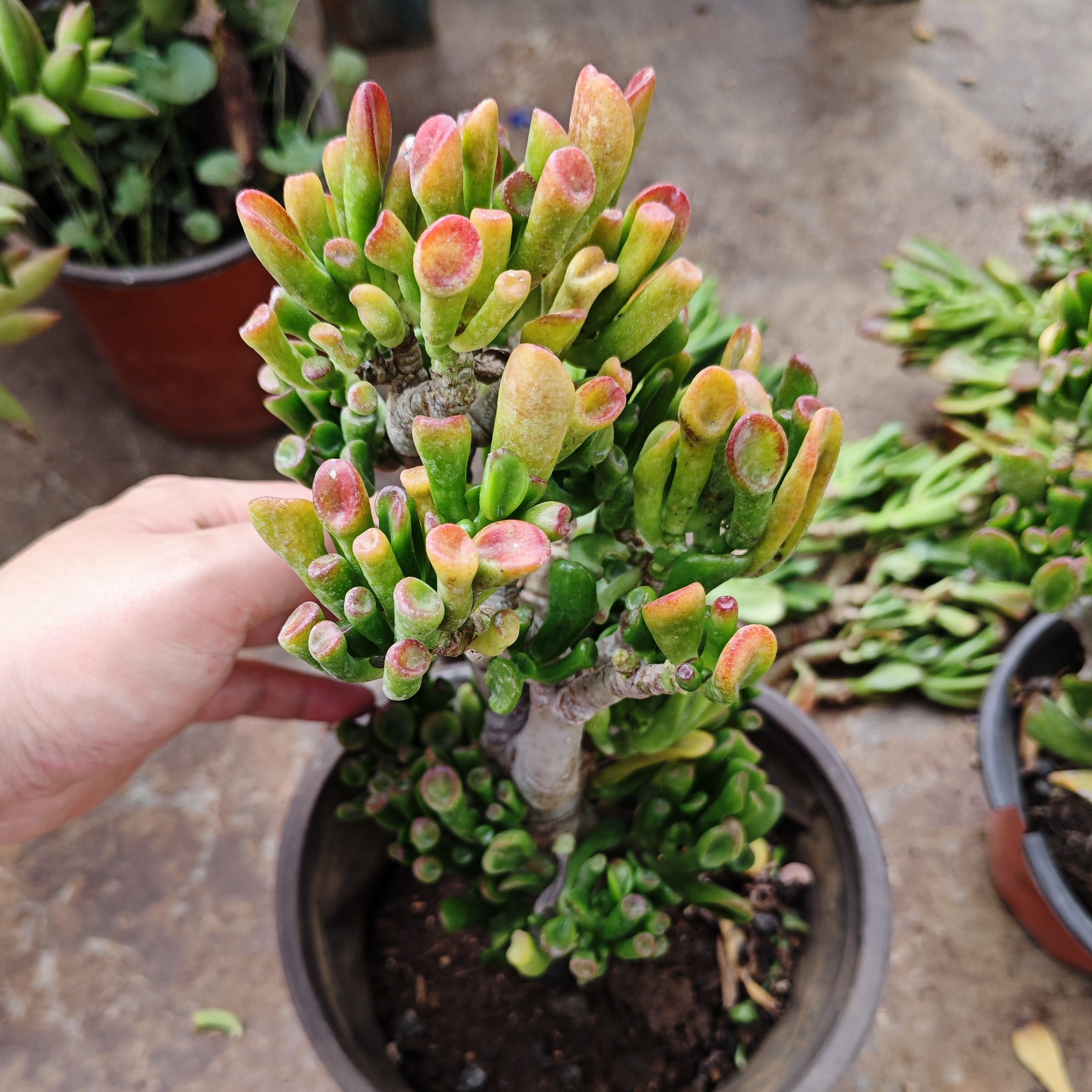 吸财树大颗老桩(直播专场)