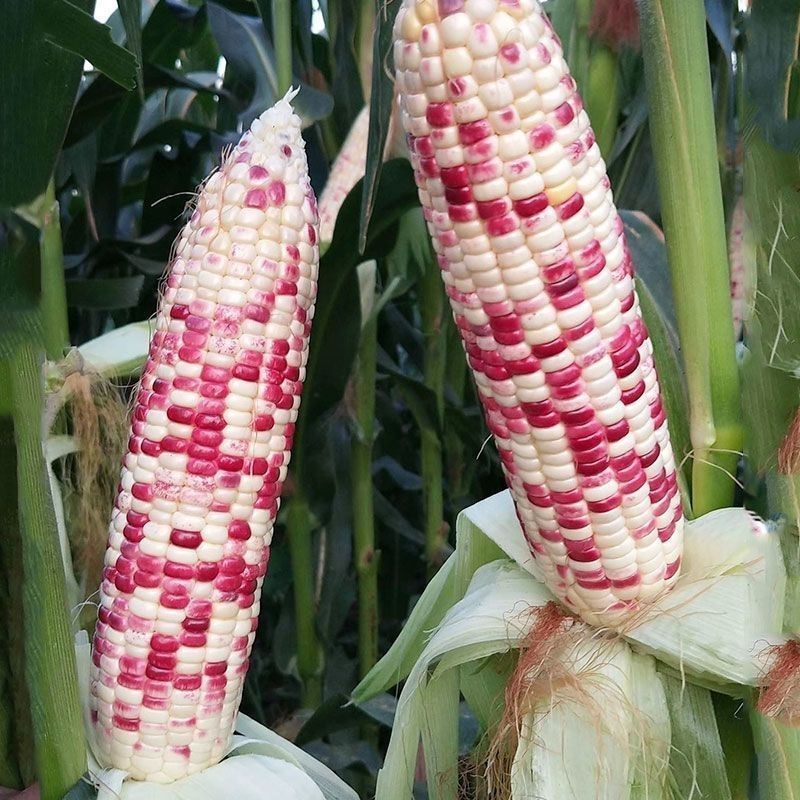 新鲜带皮小花糯玉米现摘带壳软糯粘苞米黏玉米新鲜糯玉米3斤5斤