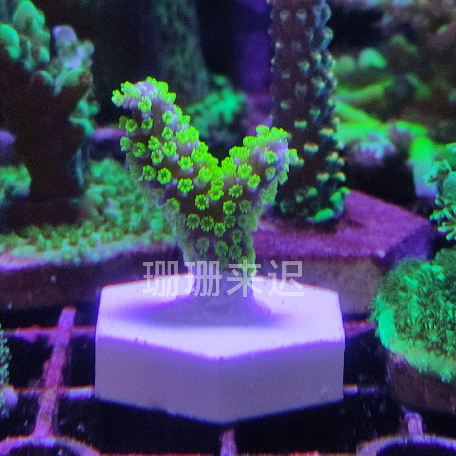 大花异形叠瓦断枝试水入门断枝SPS海水珊瑚
