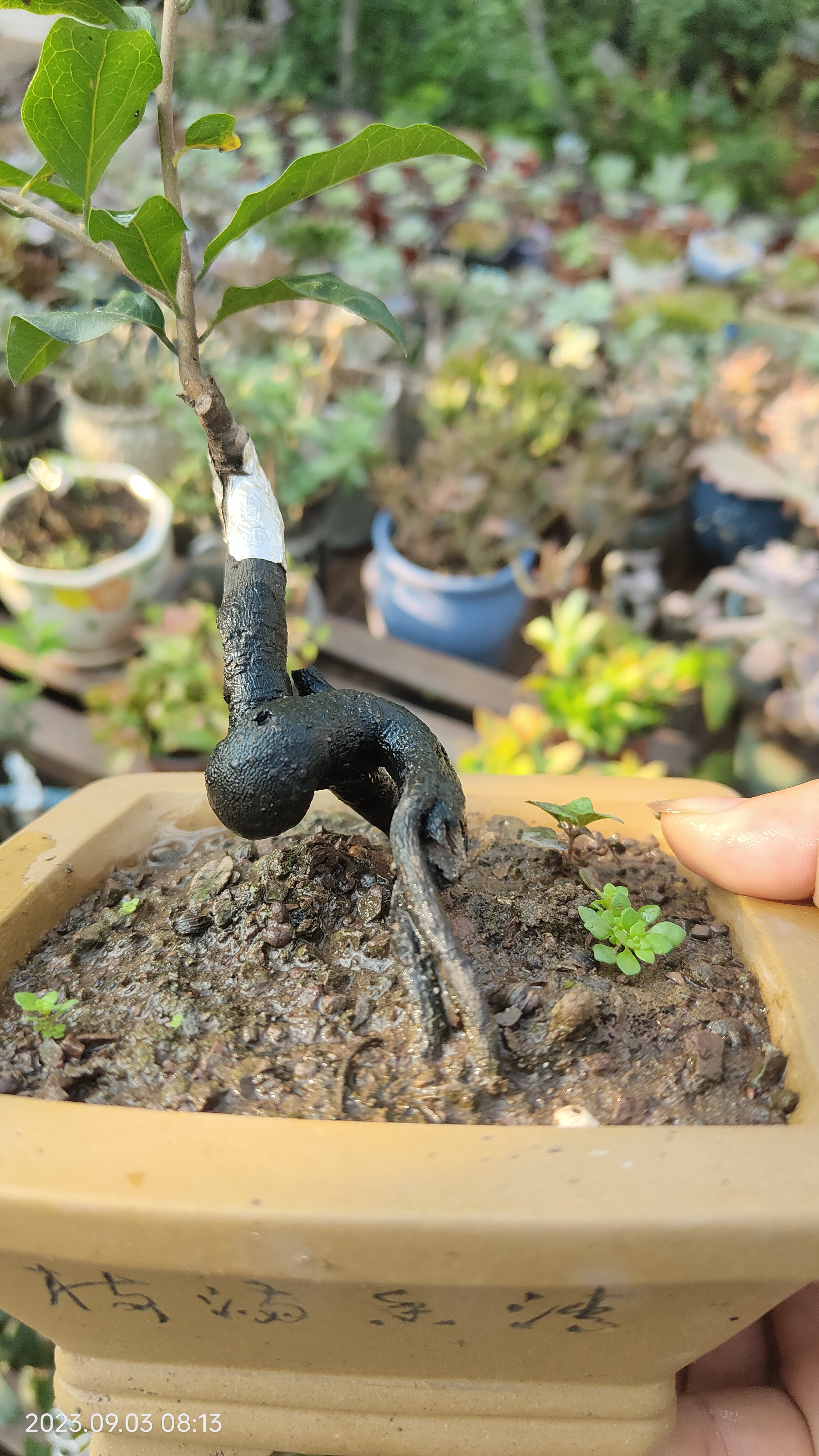 金弹子灌木生桩熟桩嫁接桩