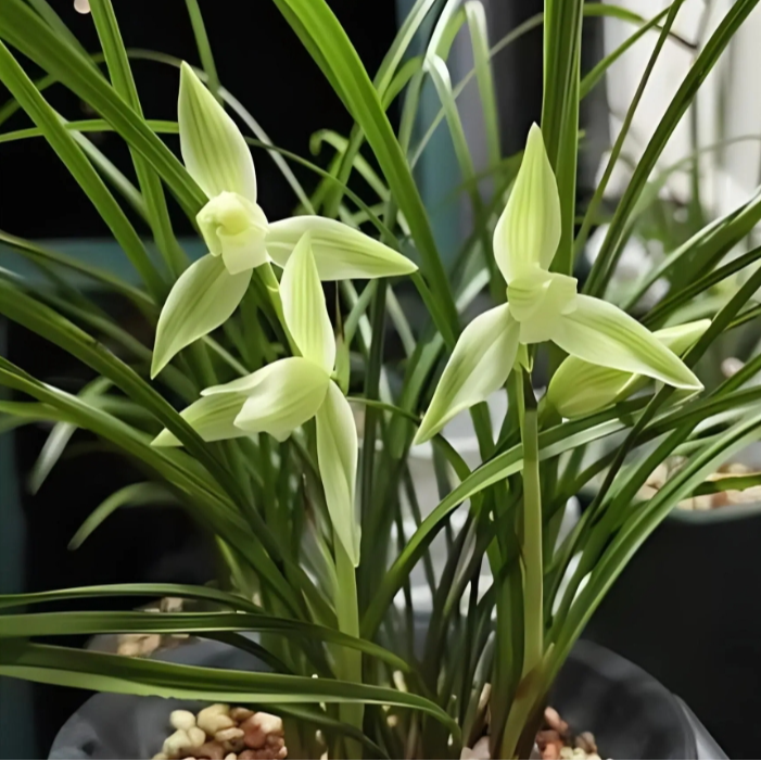 兰草-绽放香气的品味之选