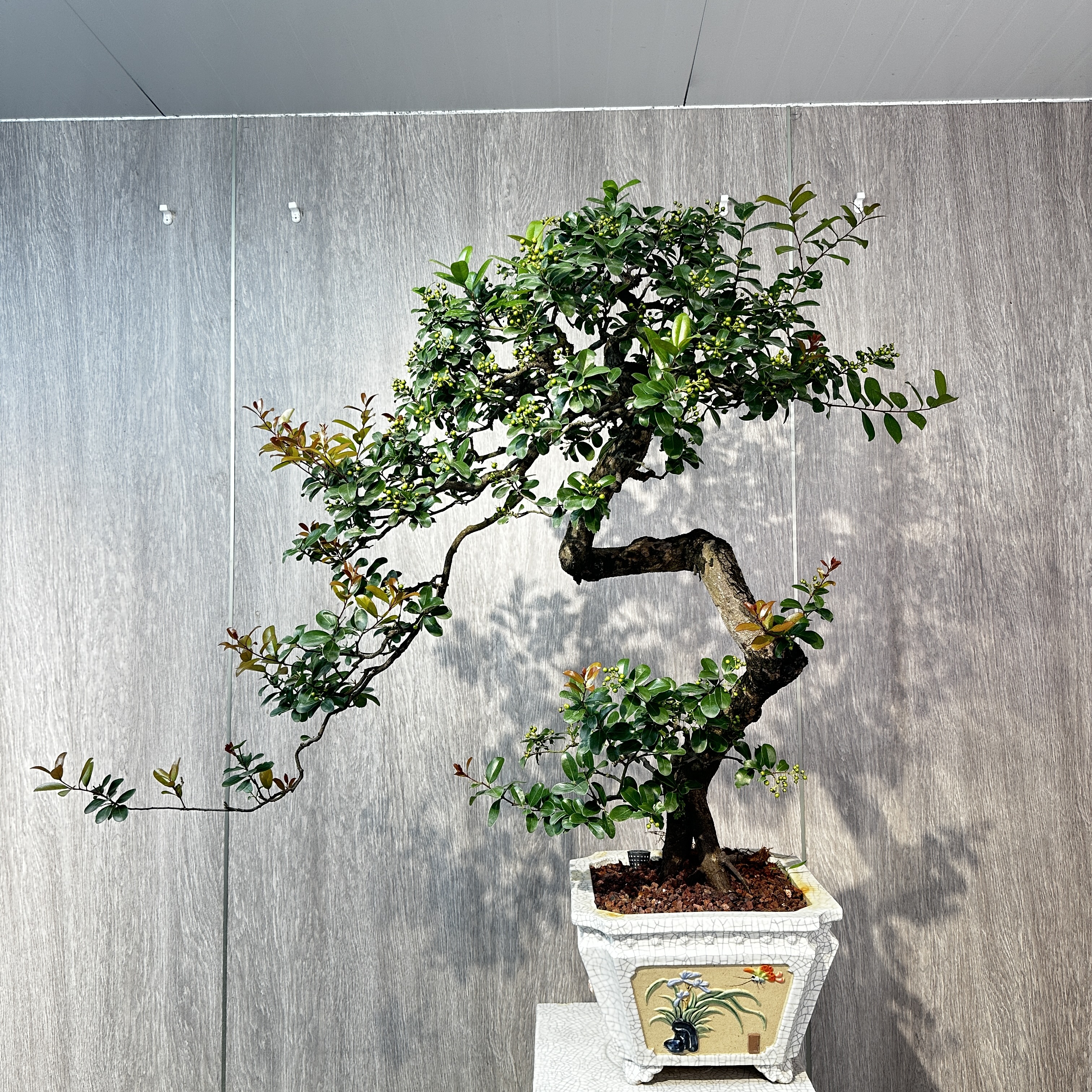 海岛 绿宝石 翠米茶 春花 石斑木 栀子花 龙船花 三角梅 岗松