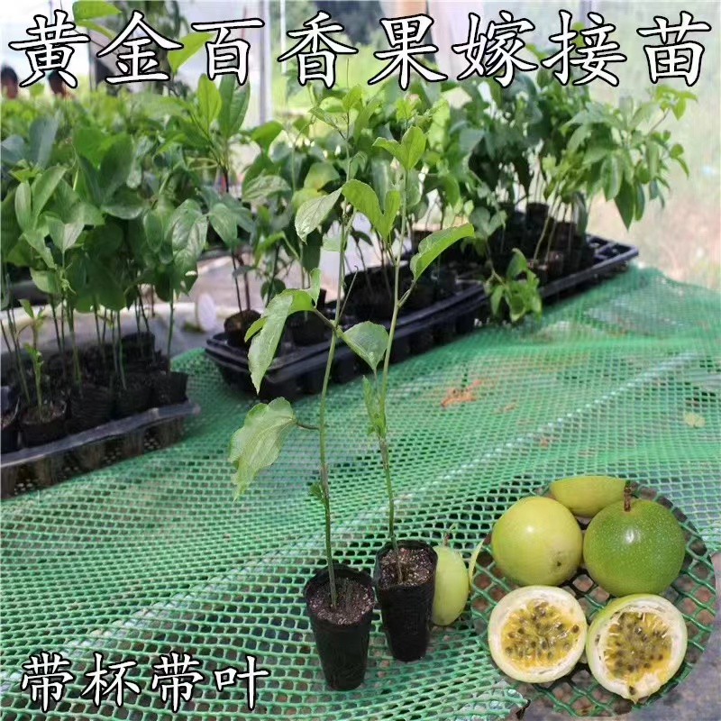 黄金百香果苗 爬藤植物 四季结果 九分甜一分酸 可盆栽