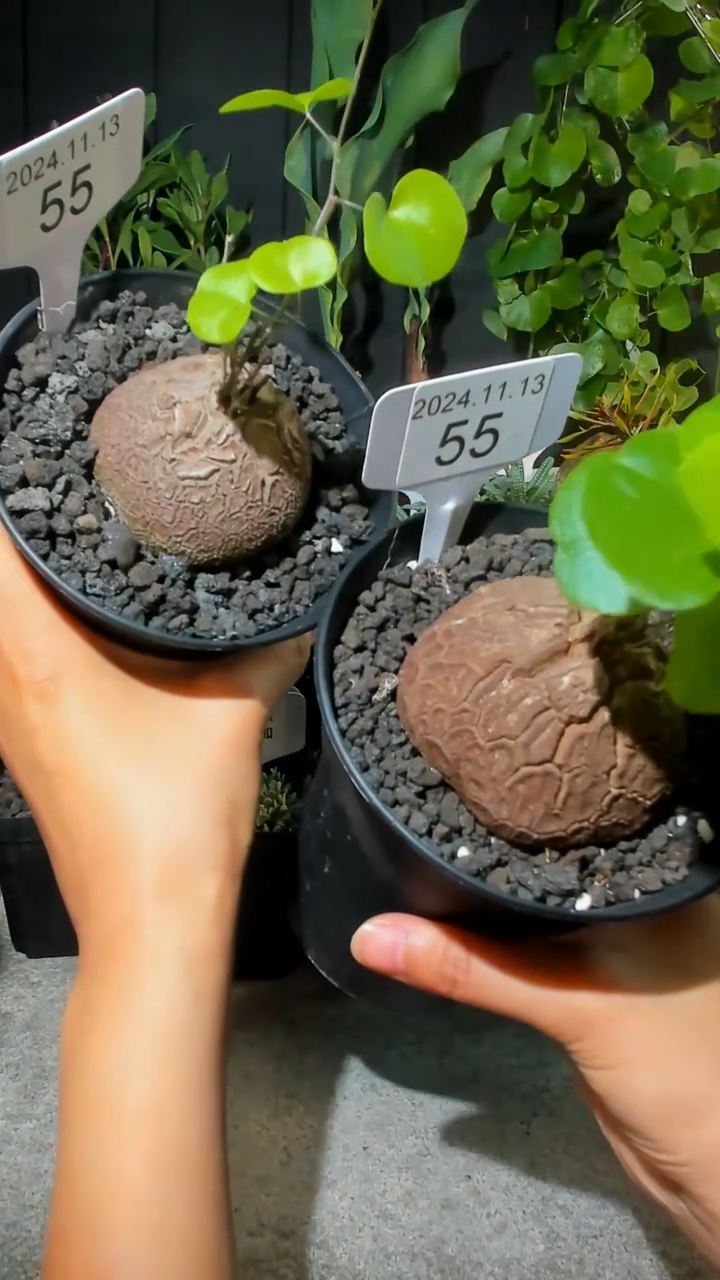 【闪购商品】南非龟甲龙11.13.55