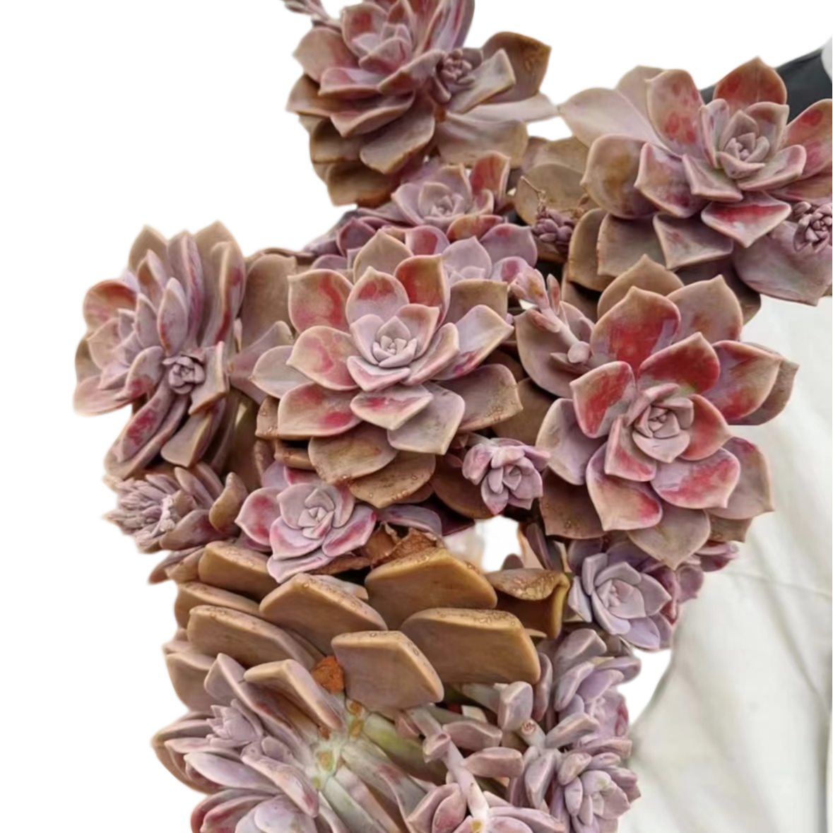 鹅肝精品紫乐30＋公分冠幅