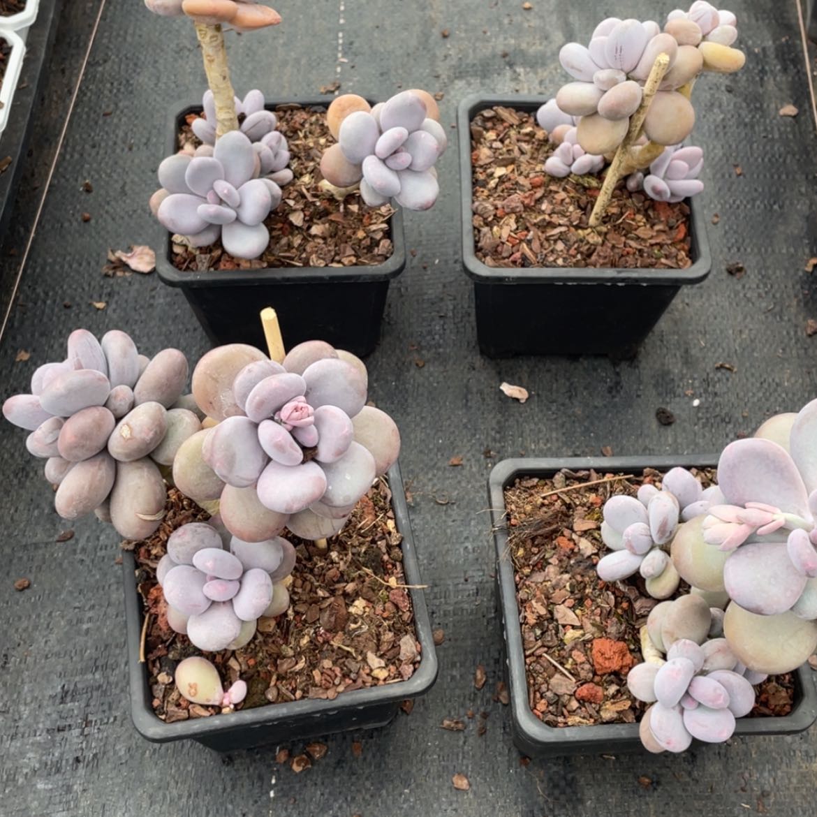 【闪购商品】原始奶双头