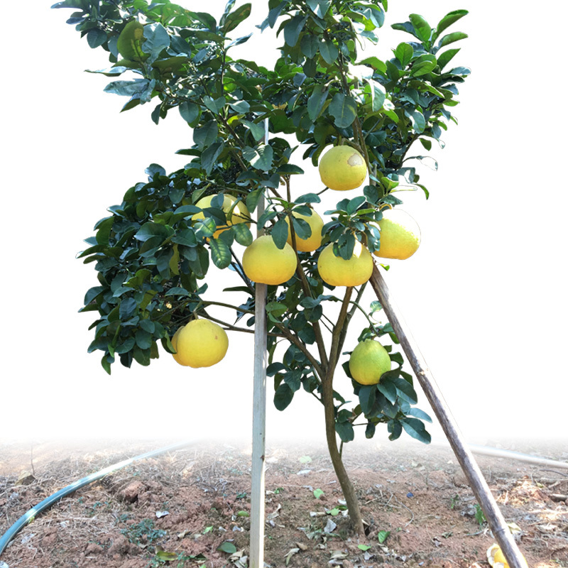 新品种嫁接红心柚子树苗特大三红蜜柚葡萄柚子苗红肉蜜柚苗果树苗