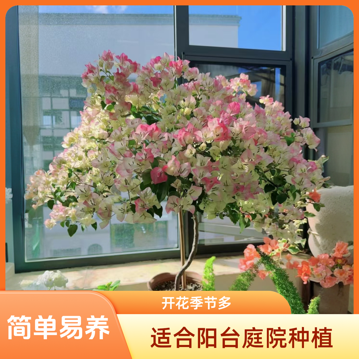 盆栽植物（途中会掉花掉叶，属于正常现象，掉花掉叶不售后)