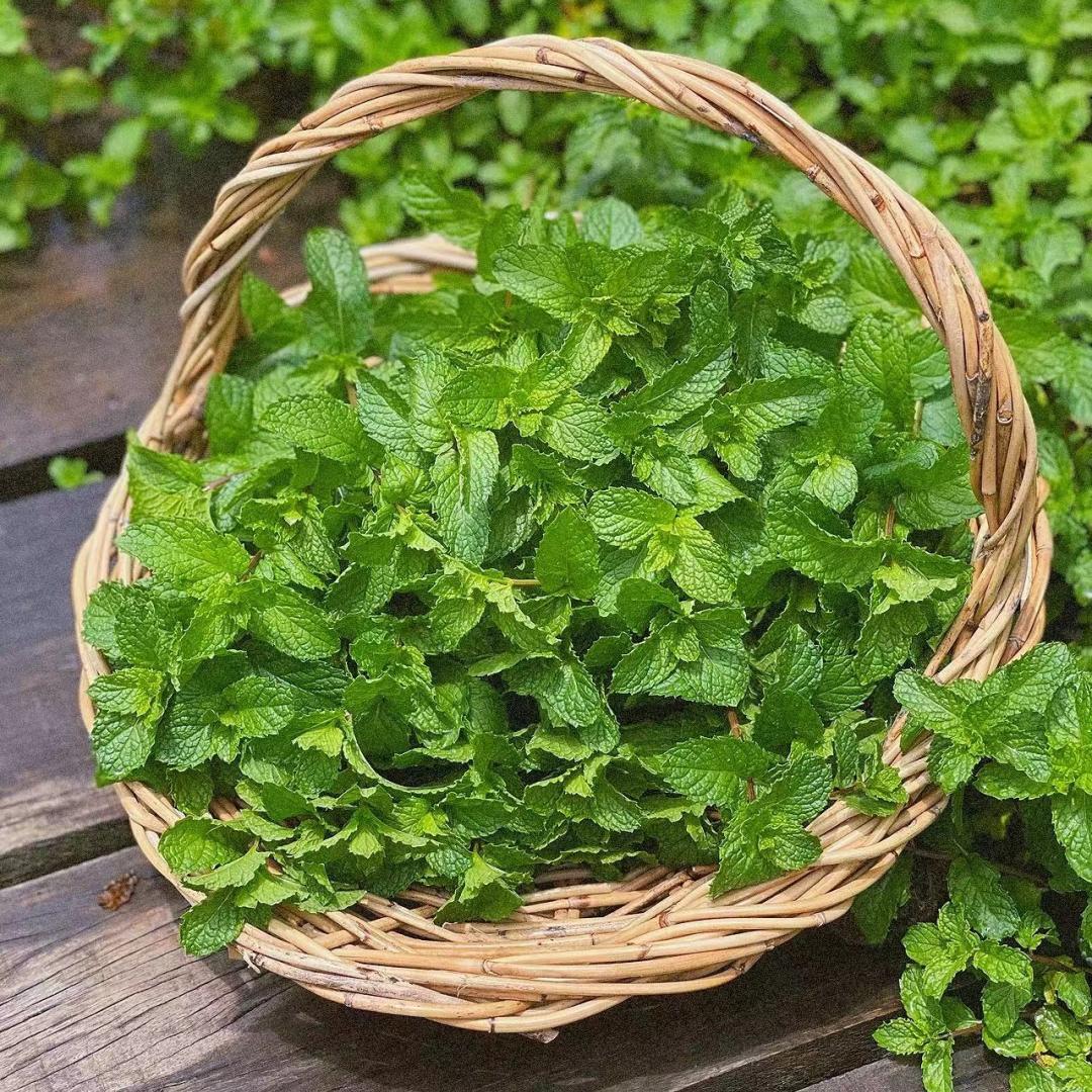 驱蚊薄荷种籽可食用蔬菜种子四季种植调香阳台盆栽生长快室内驱蚊