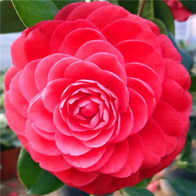 红色赤丹茶花树 喜庆中国红庭院花园植物 原盆原土带花苞发货养护