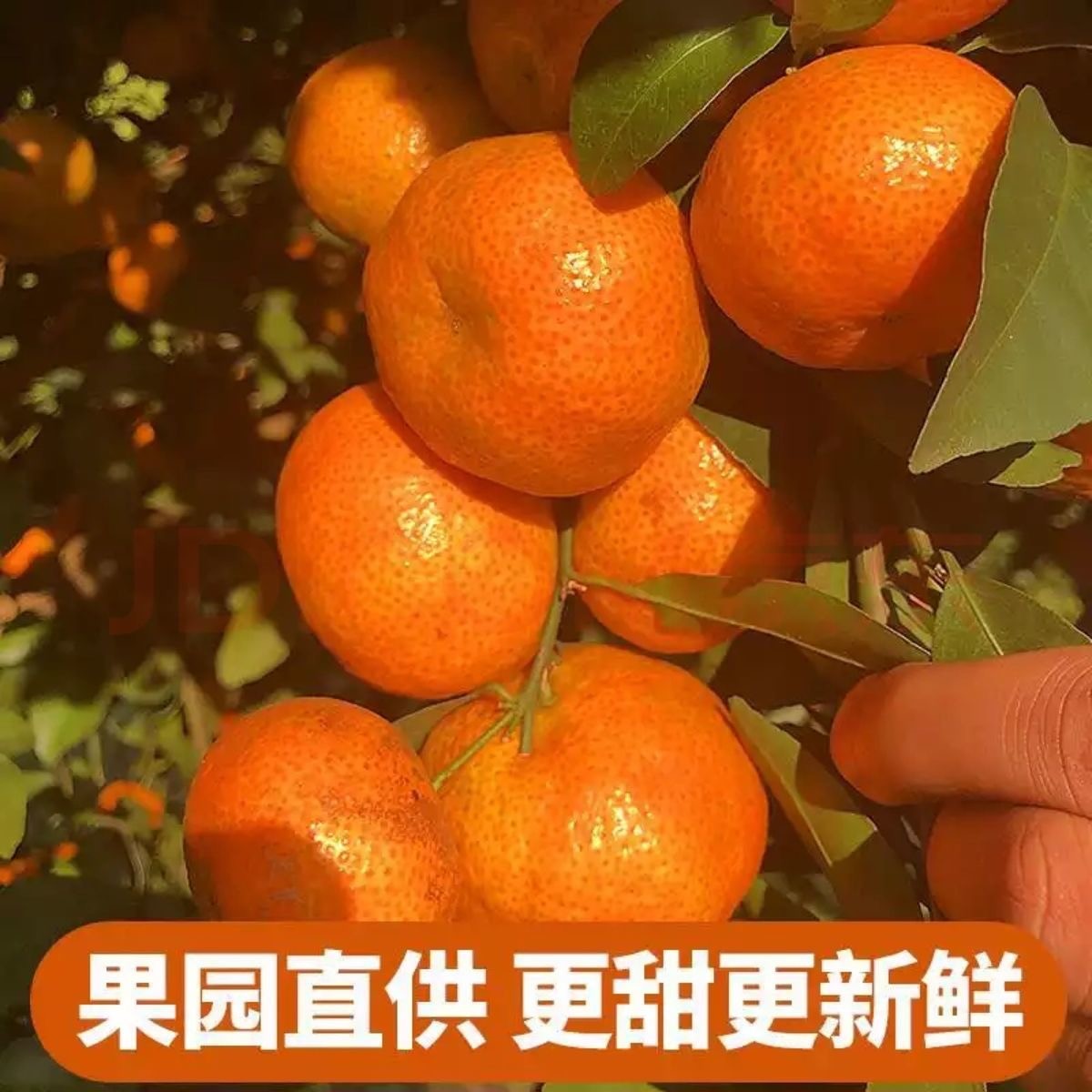 【精品果泡沫隔礼盒装】浙江临海涌泉蜜桔当季水果产地现摘鲜甜橘子