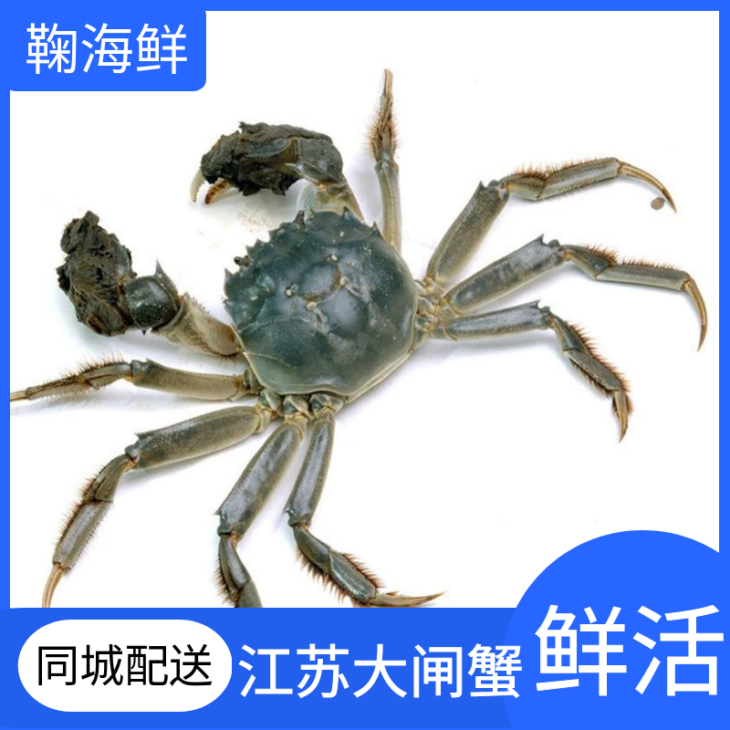 大闸蟹2.0（母蟹）【1.7-2.1两/只】