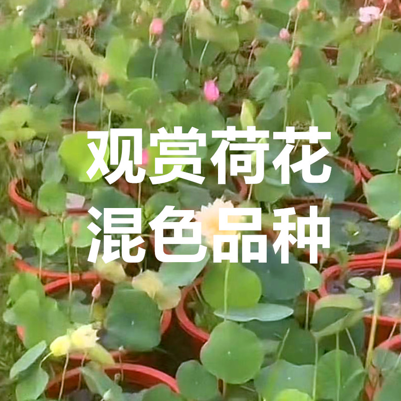 观赏荷花碗莲混色品种【海荷园】水生花卉基地直销盆栽大中小微型