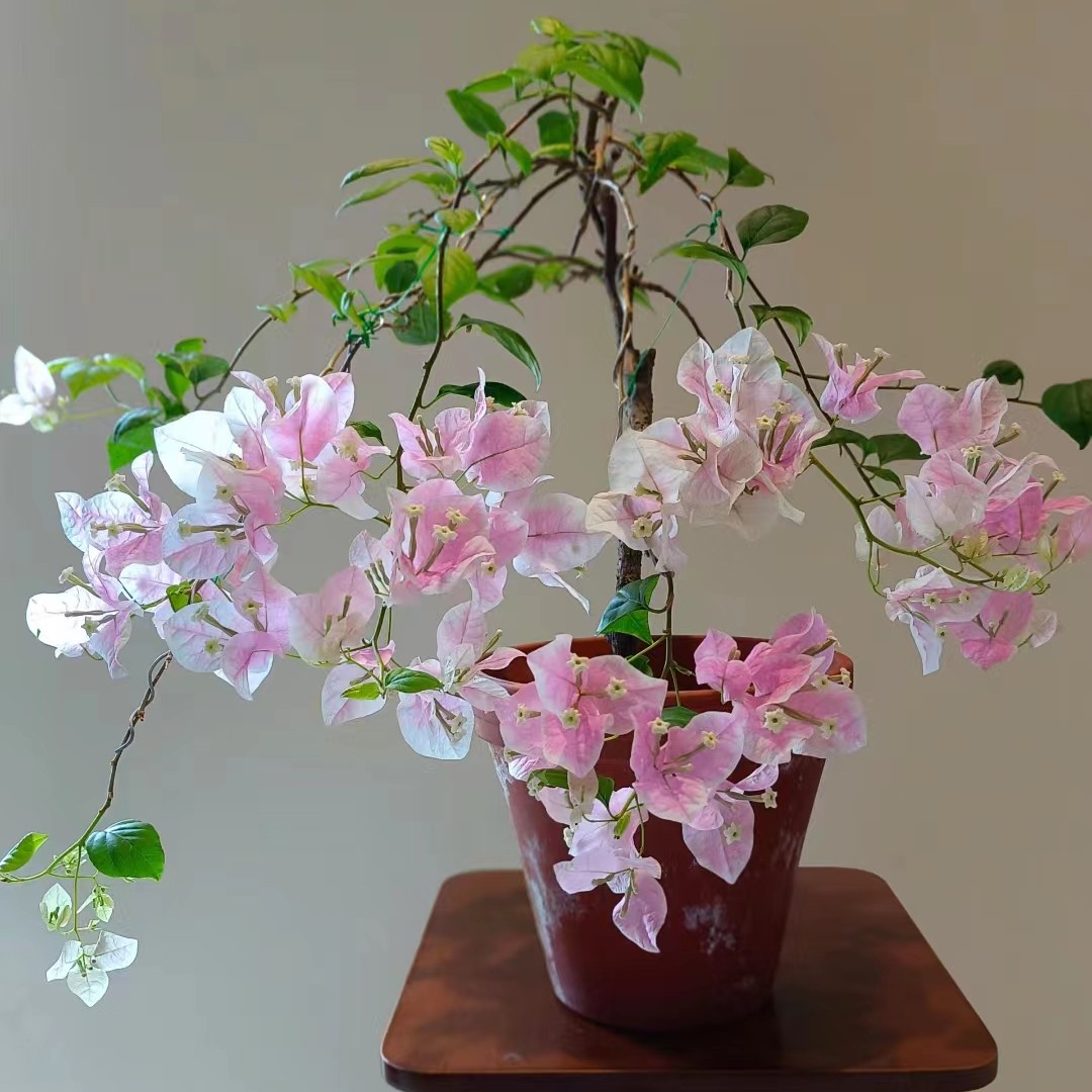 （广红樱 ）三角梅 花蝴蝶四季开花勤花品种爬藤阳台花卉绿植