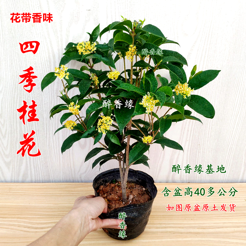 带香味桂花盆栽树苗室内客厅绿植四季常青阳台盆景耐寒花期长特价
