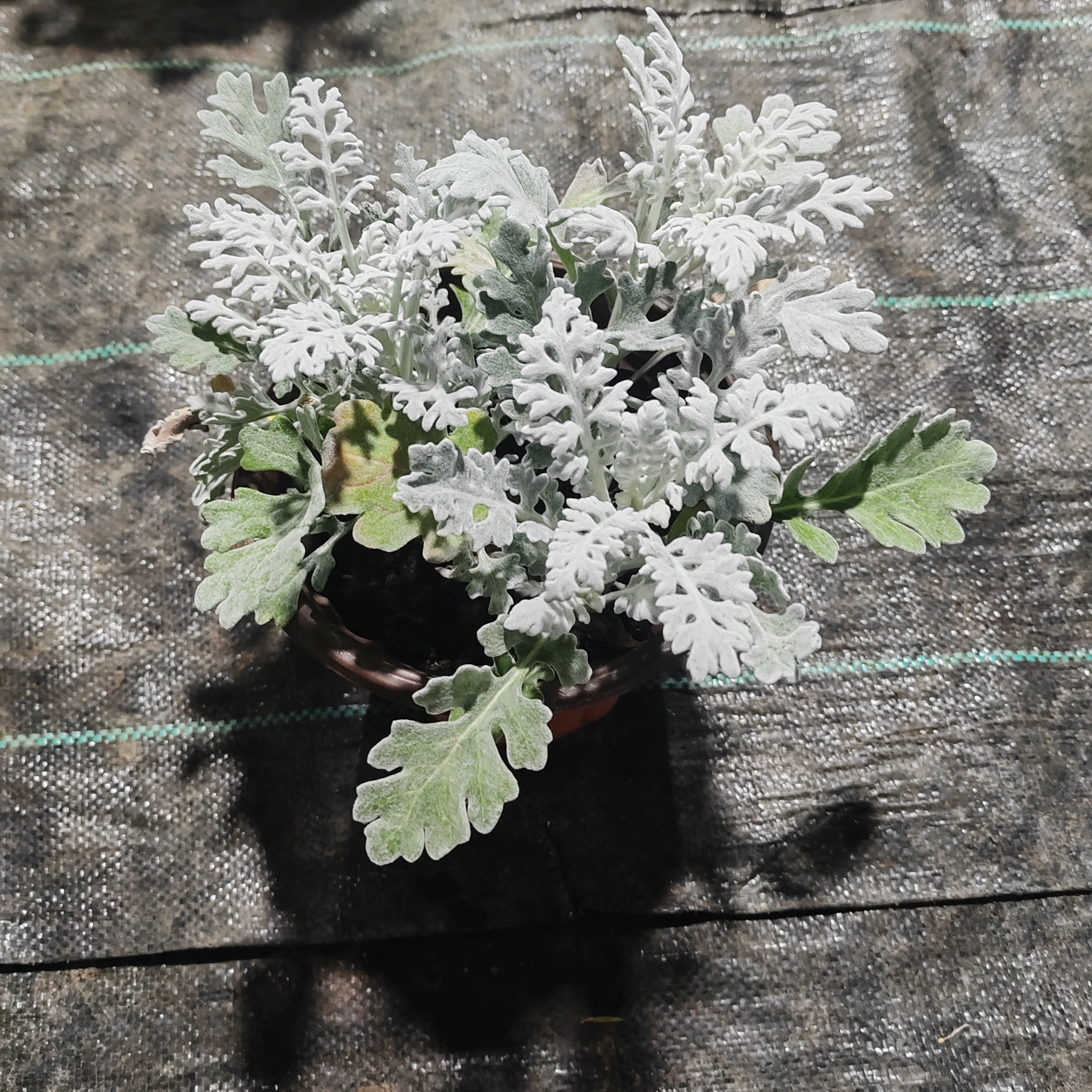 银叶菊盆栽花卉观叶植物银白色耐寒耐热花坛花境搭配造景花镜包邮