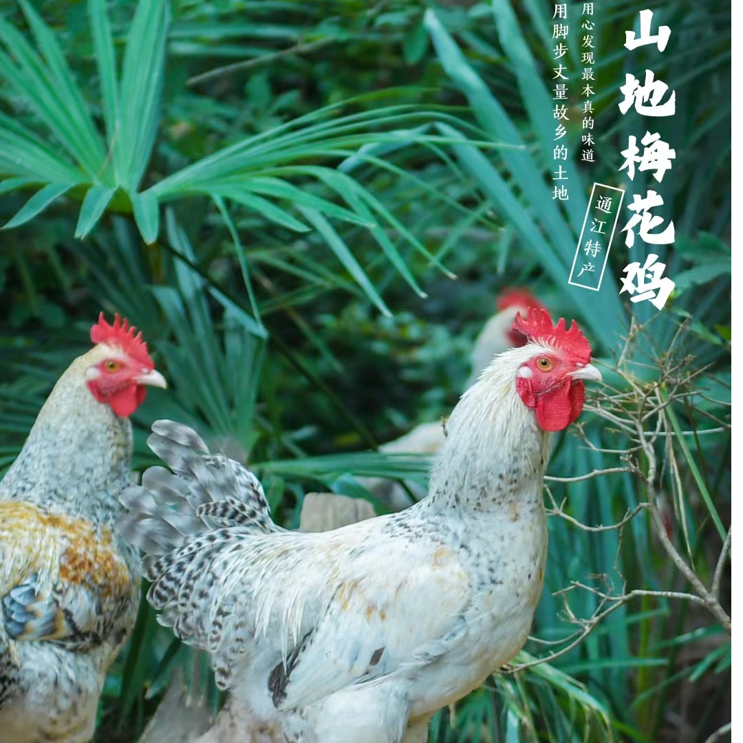 四川巴山老品种纯粮散养土鸡山地梅花鸡