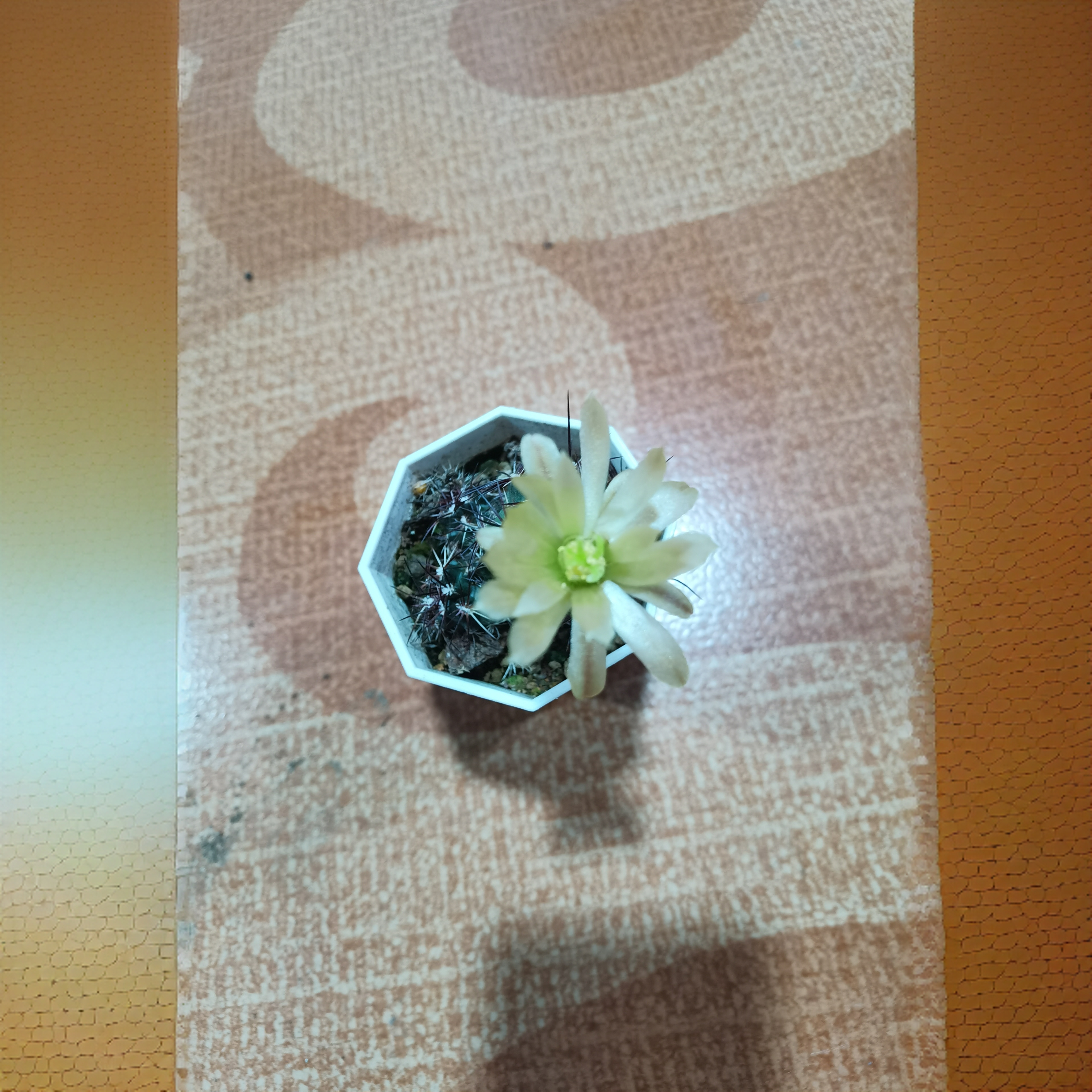 满18包邮 可寄养（实生达氏青花虾）单头