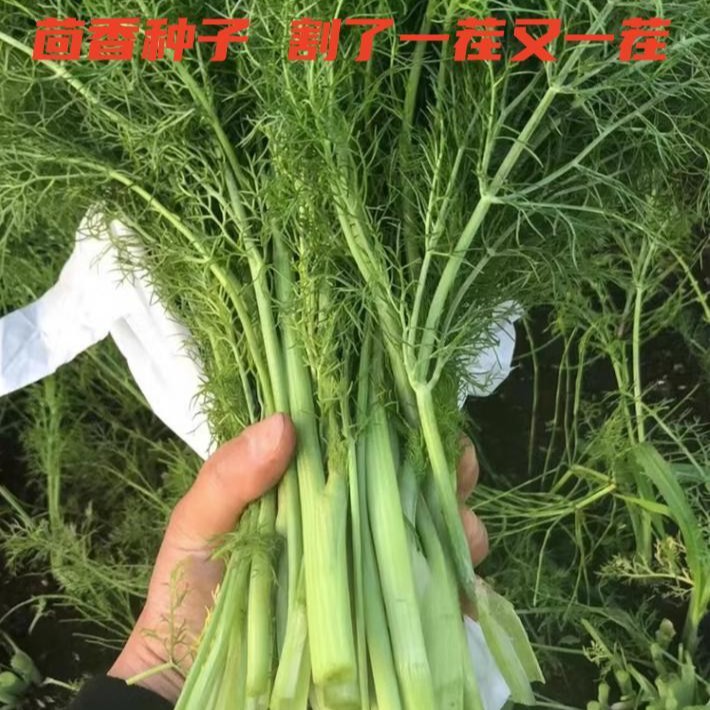 茴香种子 秋播蔬菜种子孑南方阳台小茴香苗盆栽自种菜籽四季种植