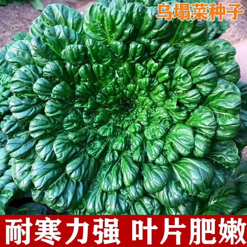 【常丰乌塌菜种子】菜地乌塌黄易栽培耐寒叶大肥厚纤维少乌塌菜子