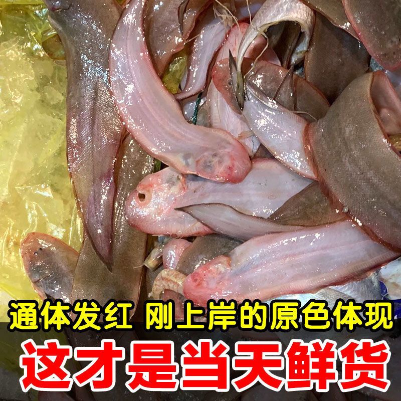 小船海捕龙力鱼5斤包邮  江苏连云港发货