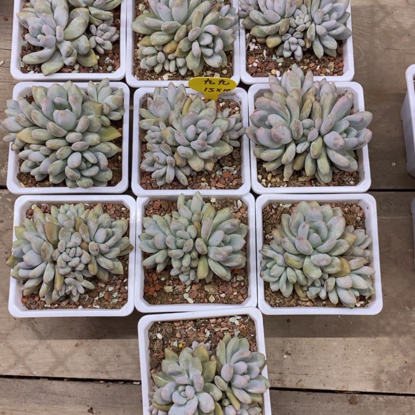 【闪购商品】?**九香水十个寄养