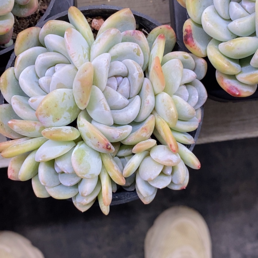 【闪购商品】优**生冰玉