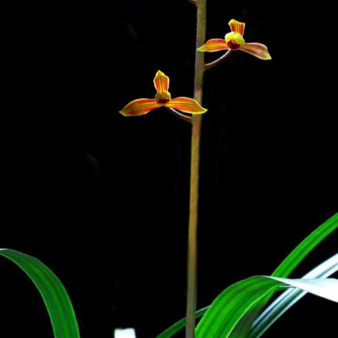 墨兰南国水仙兰花邱邱唐