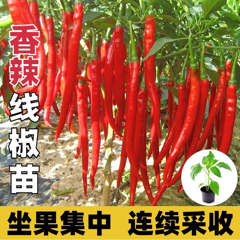 高产线椒苗超辣辣椒二荆条特大长辣椒苗种子四季辣椒树2米十五年