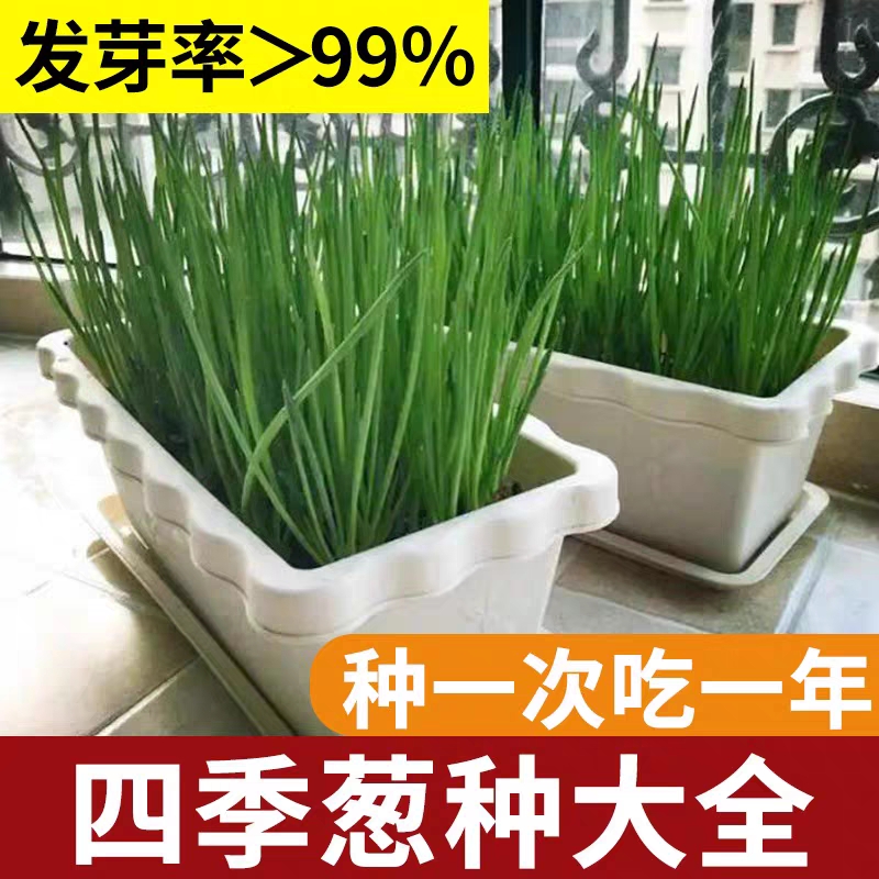 （拍3发4）四季小香葱种子春夏秋冬季阳台庭院盆栽蔬菜种籽大全速生
