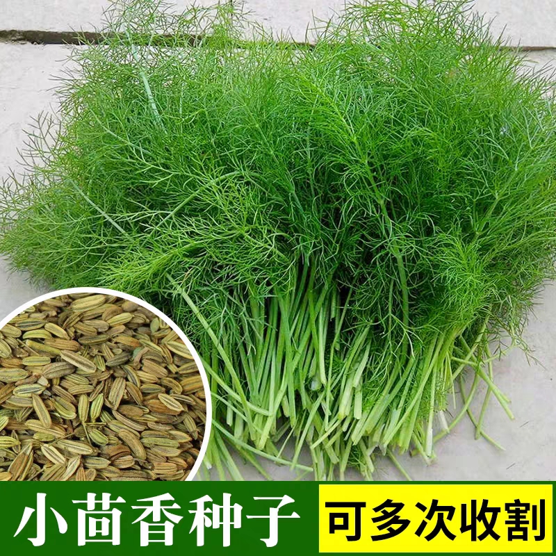 （拍3发4）割茬小茴香种子茴香种籽菜四季南方阳台盆栽易种蔬菜种孑