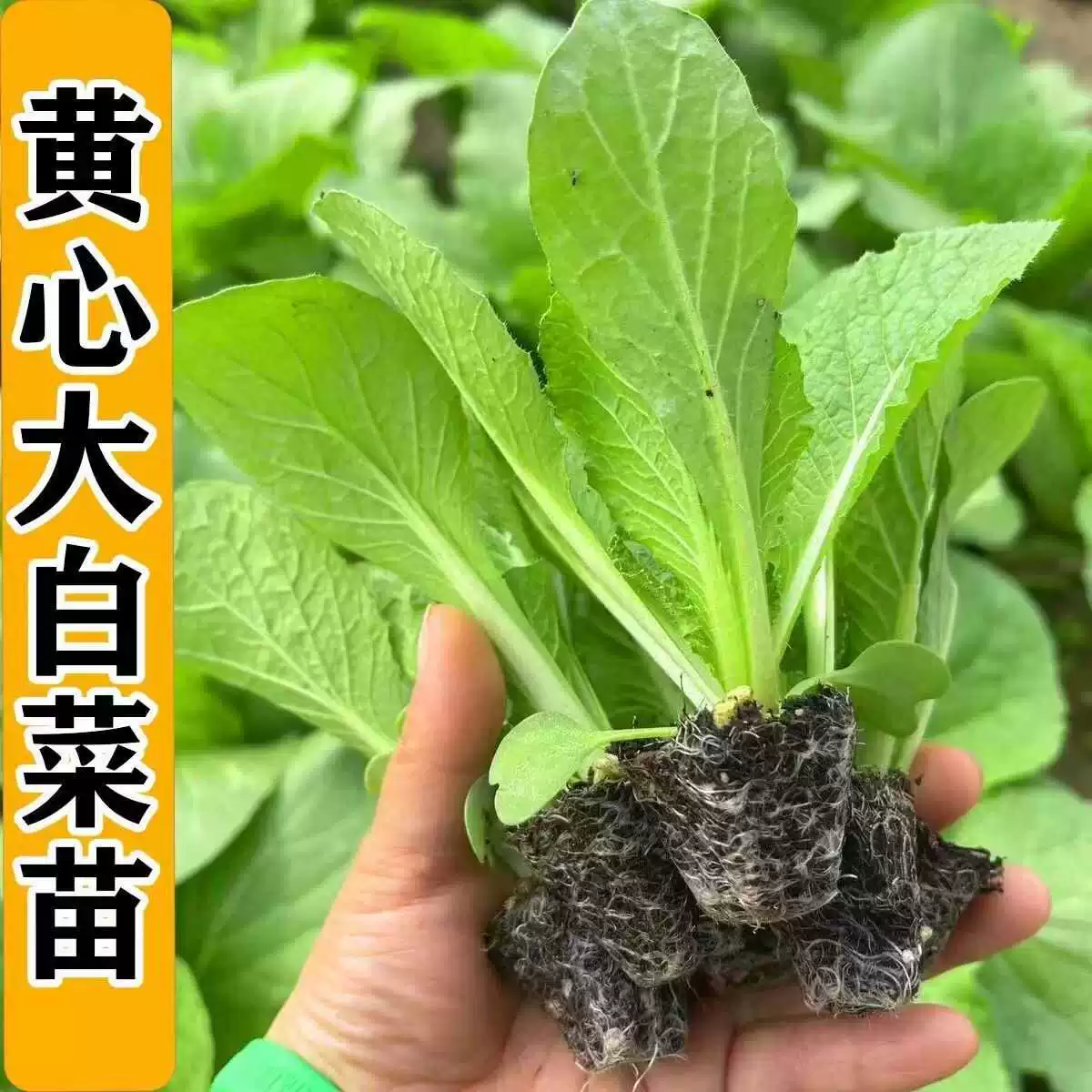 寿光大白菜苗黄心白菜秧苗带土球秋冬露天盆栽四季耐寒高产蔬菜苗
