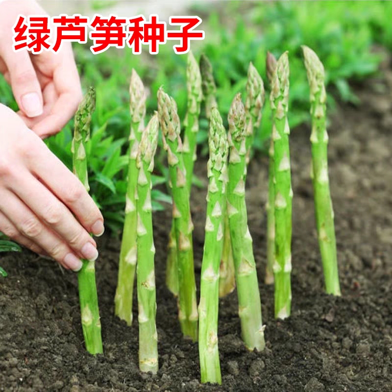 （拍3发4）四季芦笋种籽盆栽嫩绿芦笋种子芦笋种植春秋庭院蔬菜种孑