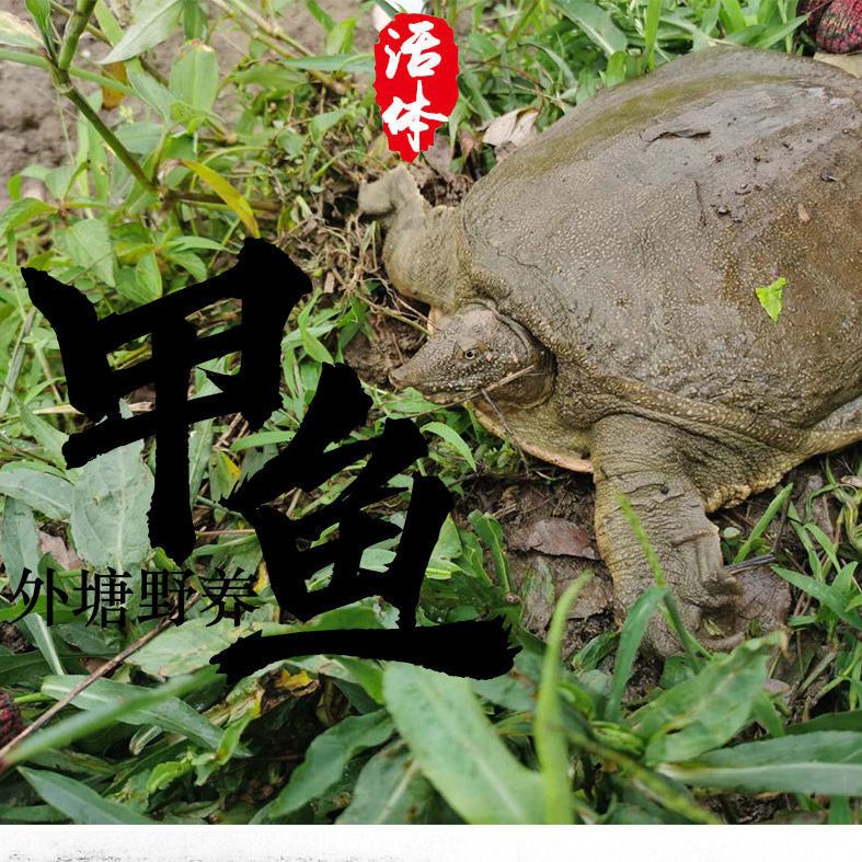 【微霞便宜】外塘甲鱼鲜活水鱼团鱼老鳖活体挑选包邮包活死亡包赔