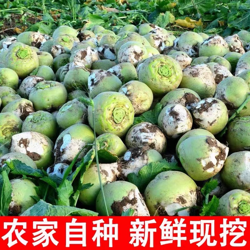 东北吉林特产芥菜疙瘩鲜芥菜苹果芥菜5斤9斤中通包邮